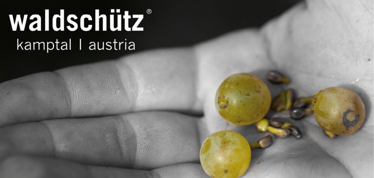 Die Trauben aus dem Kamptal für das Weingut Waldschütz.
