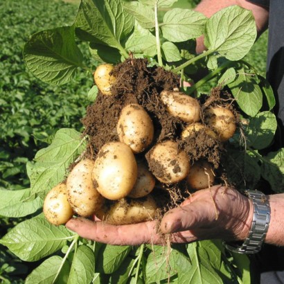Kartoffelernte: Kartoffeln mit Erde