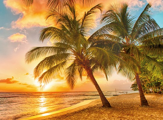 Eine Palme in der Karibik bei Sonnenuntergang.